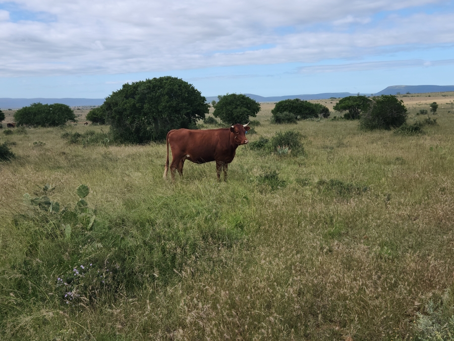 Commercial Property for Sale in Somerset East Rural Eastern Cape